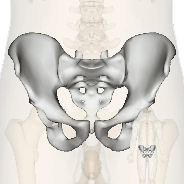 BodyParts3D/Anatomography : Select parts and Make Embeddable Model
